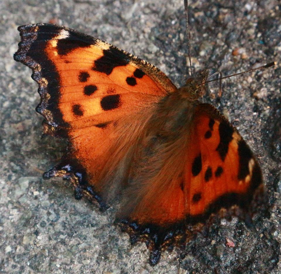Стало відомо, звідки в Києві так багато метеликів